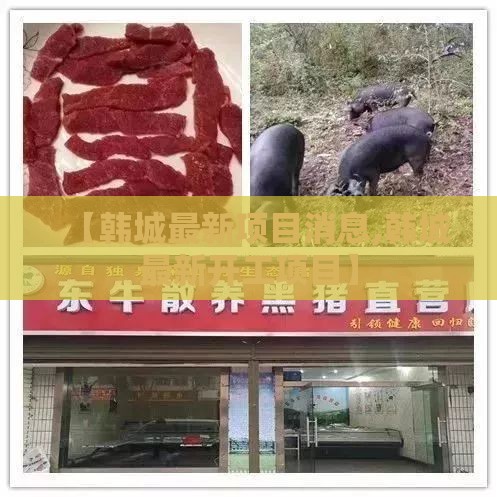 【韩城最新项目消息,韩城最新开工项目】